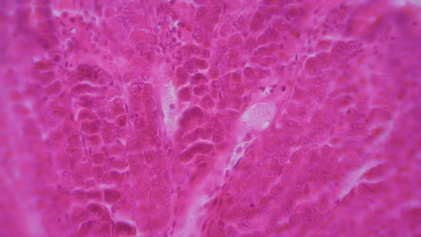 Biology of a mammal is reviewed under a microscope