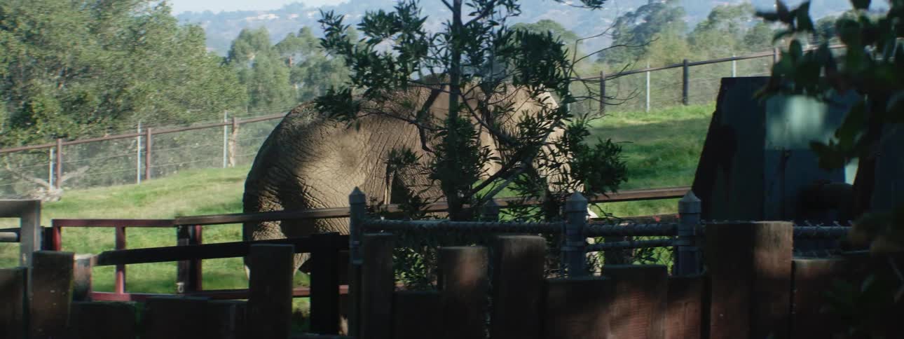 A young elephant walks behind a wooden fence