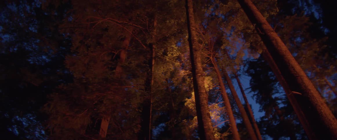A light shines in the trees of a forest