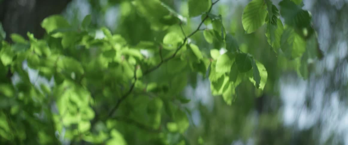 Leaves on a tree are blowing in the wind