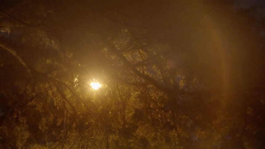 A bright glowing light shining through a tree branch at night