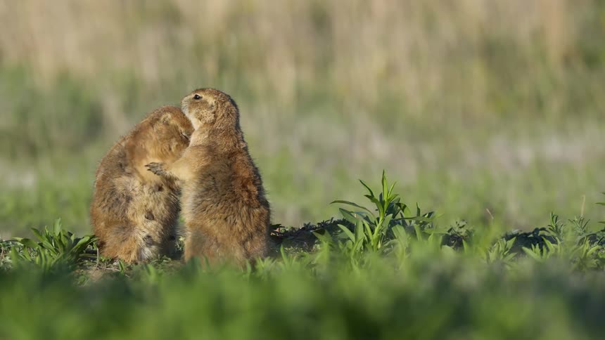 Two rodents cleaning each other in a grassy field