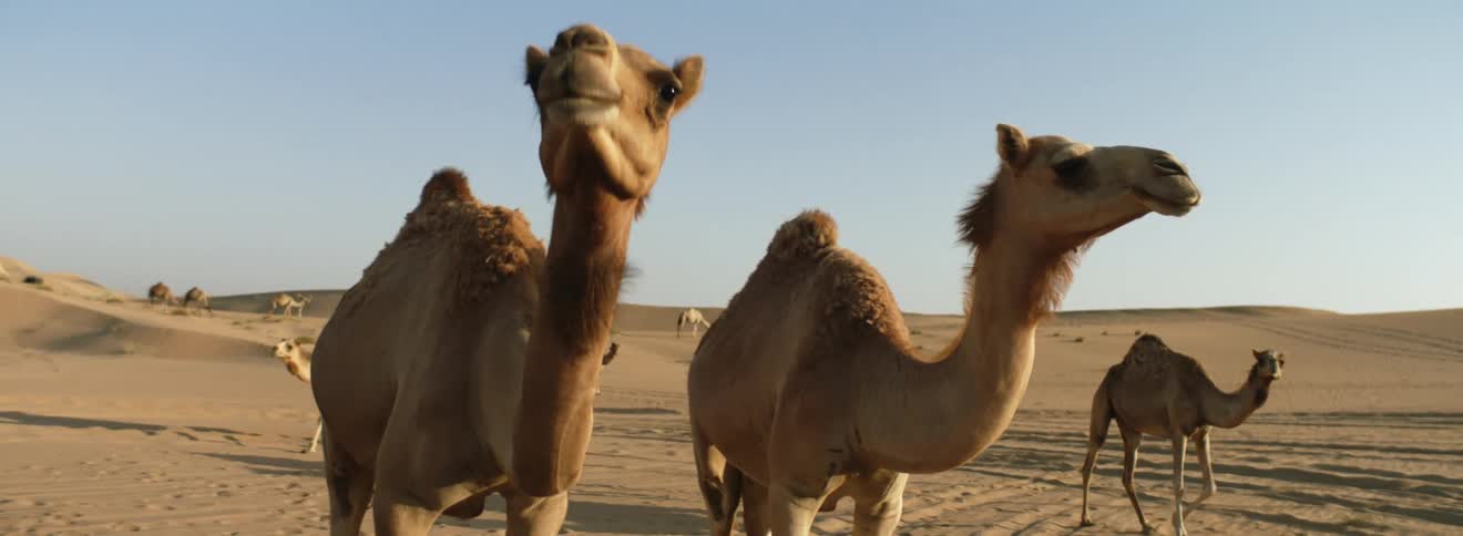 Camels with long neck and humps stand in desert