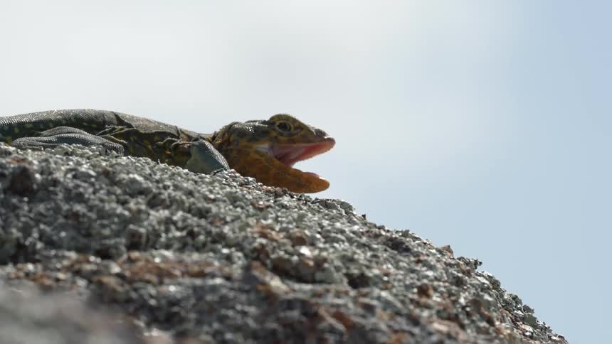 A lizard on a rock in nature
