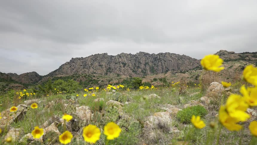 The mountain is covered with yellow flowers