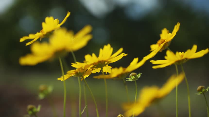 Flowers outside