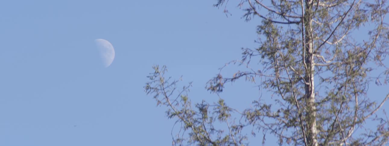 Half a moon in the sky during the daylight hours