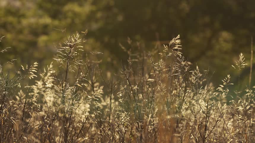 Tall feathery grasses occupy field against woods