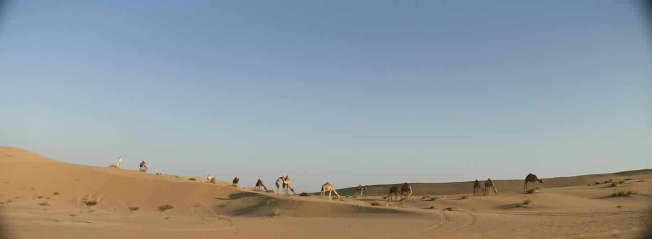 A herd of camels are standing out in the sand in the desert wilderness