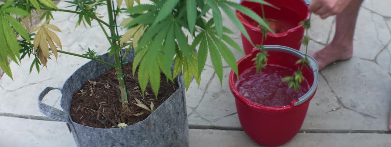 A person is washing plant clippings in a bucket filled with water