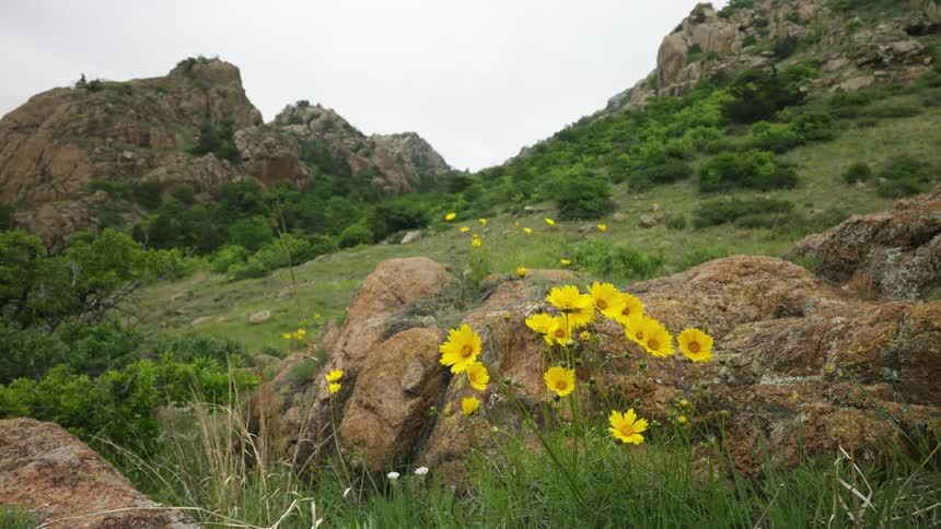 Yellow flowers along a hillside move in the breeze with mountains in the distance