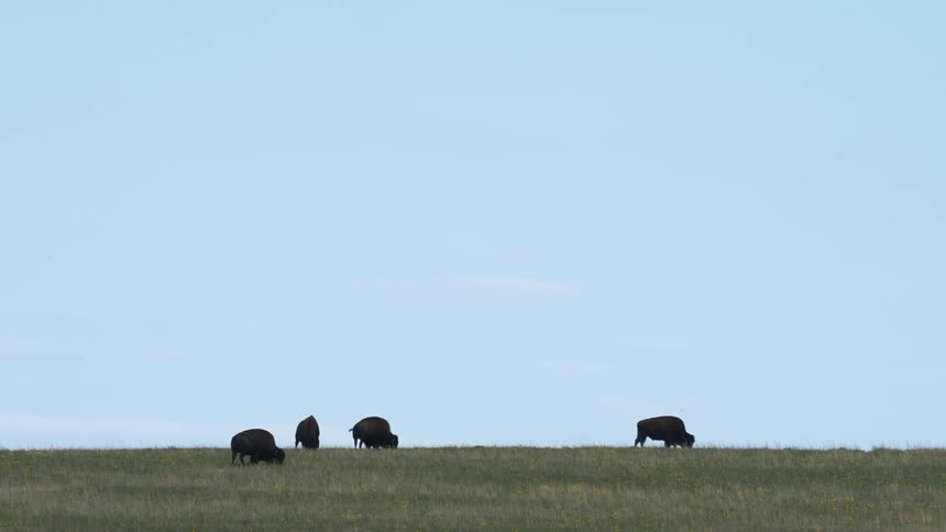 A small herd of buffalo are grazing on a hilltop of a grass field during the daytime