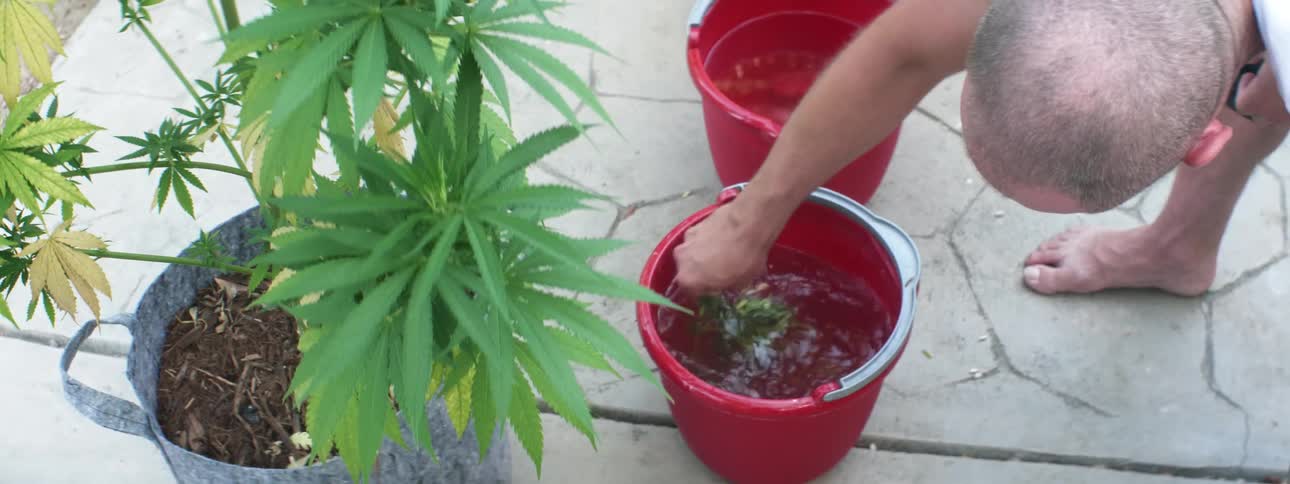 A man washing marijuana leaves in a red bucket next to a potted plant