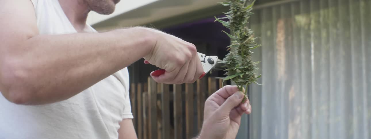 A man trimming leaves off of a plant outdoors
