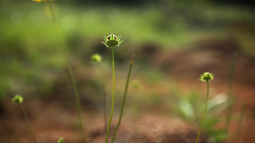 Flowers start to blossom in a field