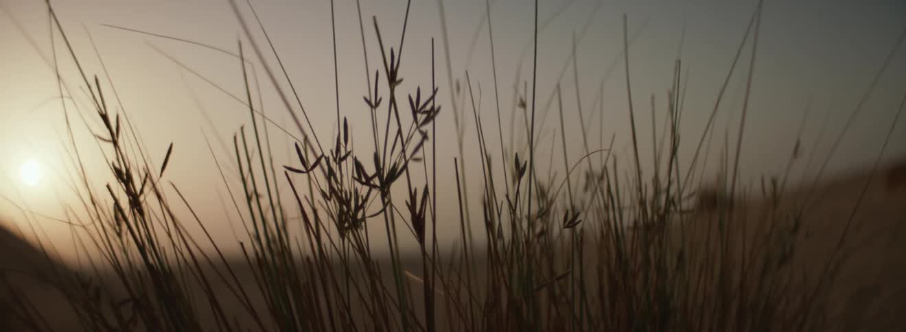 Silhouetted grass in a field at sunset