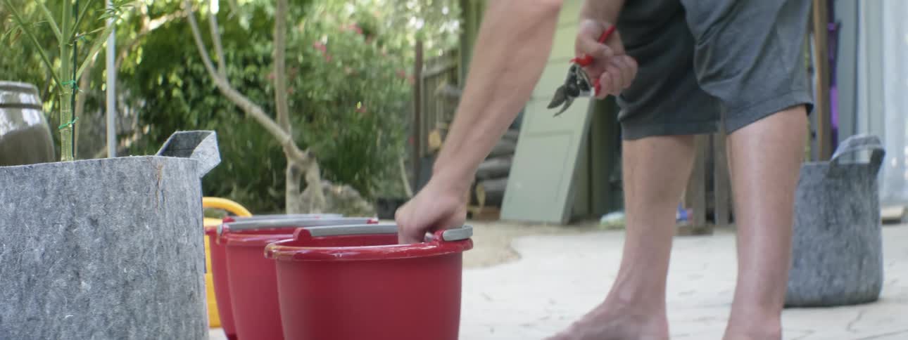 A person is dipping a plant in the bucket of water