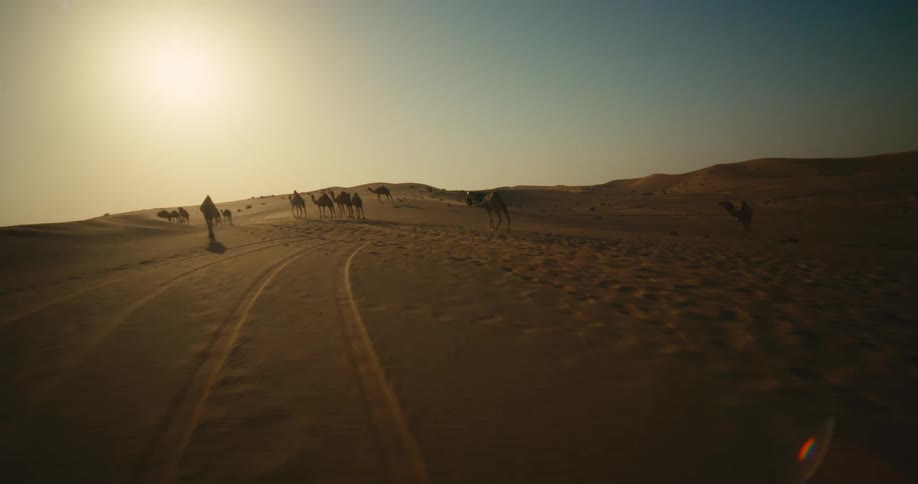 Camels are standing on a desert ridge as a truck drives away in the far distance