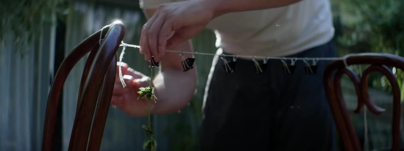 Man hangs plant clippings off stringattached between back to back chairs with clips