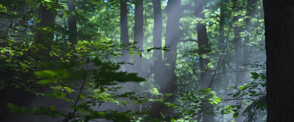 Sunlight shines through dense trees in a forest