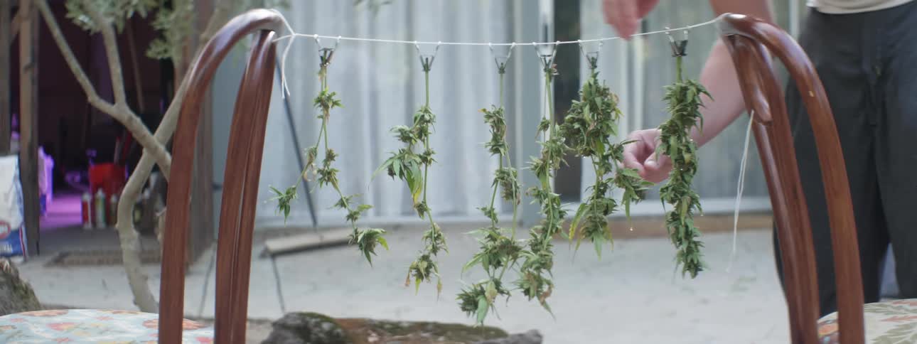 A person uses binder clips on a string to hang plants upside down