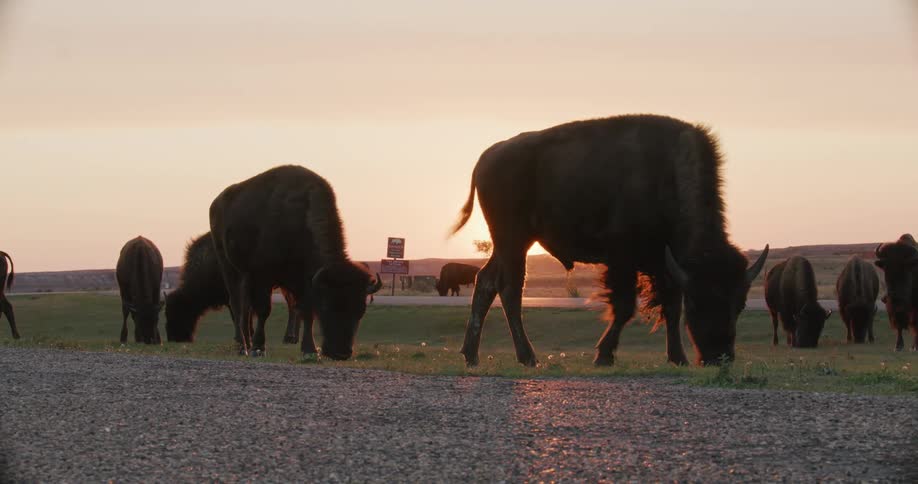 Cattle are grazing on open land as the sun shines brightly in the distance