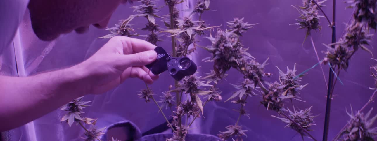 Marijuana plants