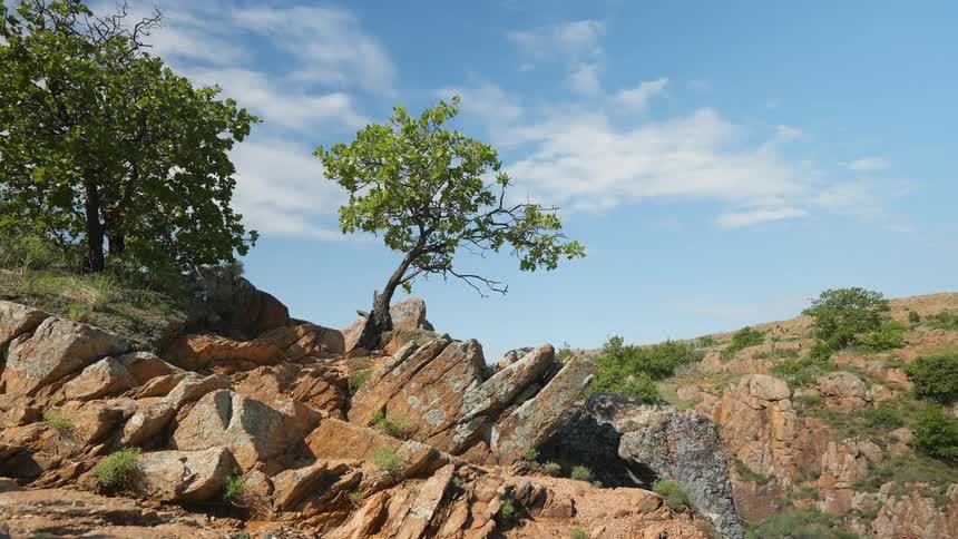 A landscape view of trees growing in a rocky area