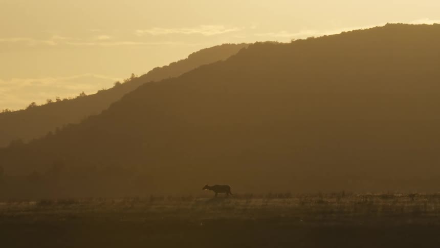 An animal is eating grass at the foot of a mountain