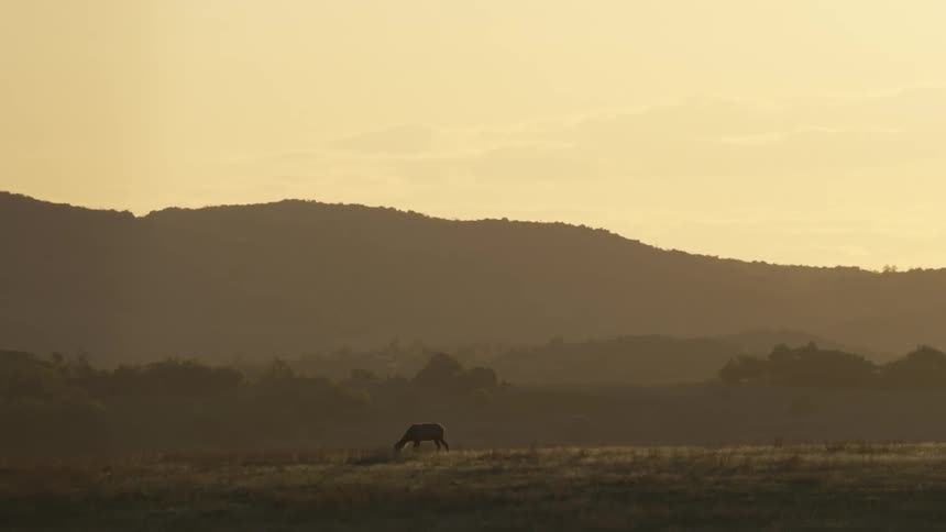 Elk grazes on vegetation in field on foggy day near woods with mountain in background