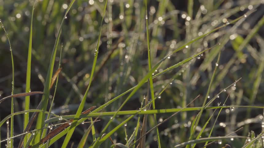The grass is covered with dew