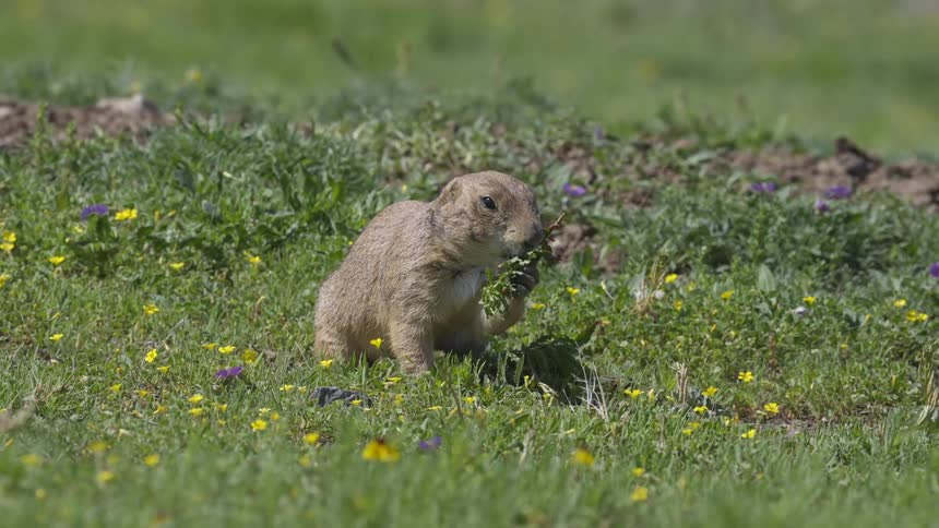 A badger pulls up a weed in a field to eat
