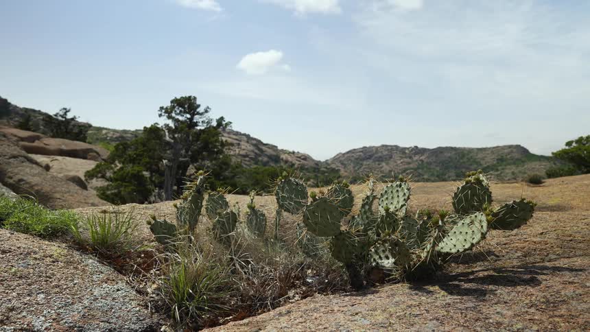 Grass blows in the wind next to some cactus