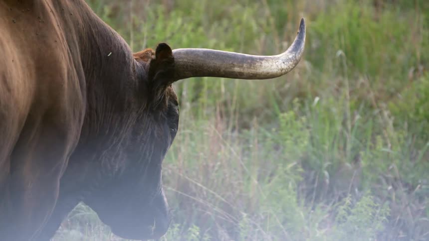 A horned mammal walking over vegetation in nature