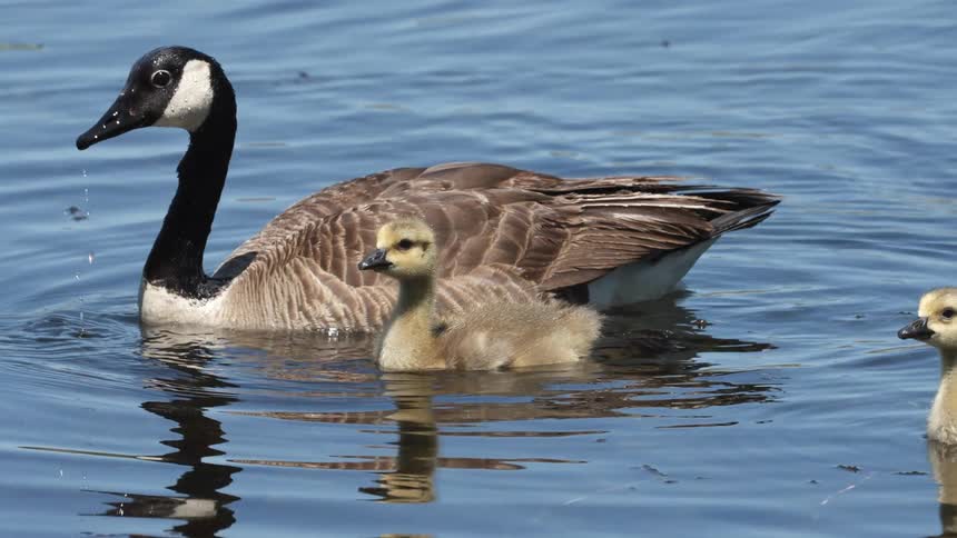 A mama duck and two ducklings float on the water