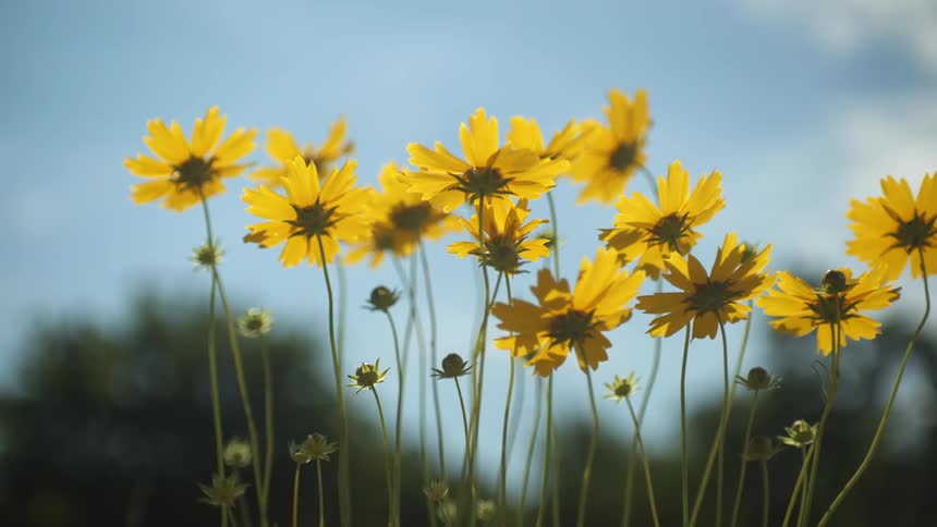 Yellow flowers in the wind