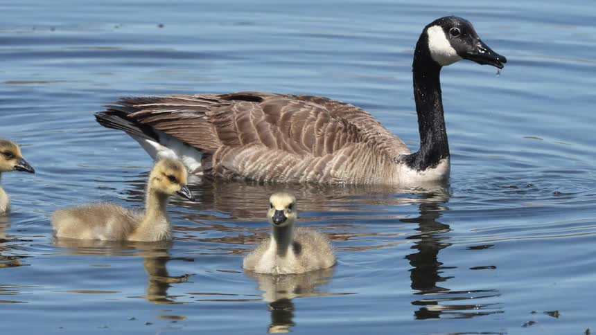 A duck drinks lake water as her ducklings swim around her