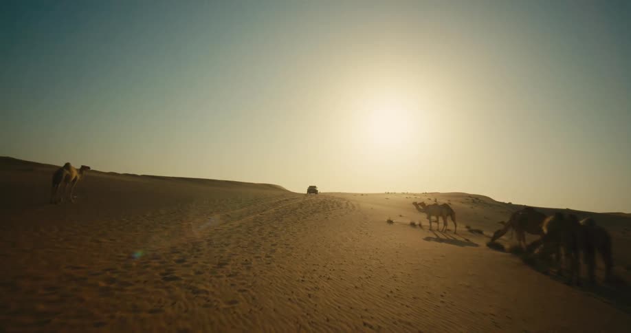 Aerial view of car driving across desert passing by camels