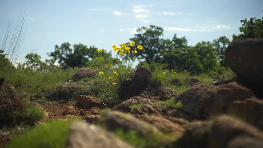 A landscape with rocks flowers and grass with trees the sky and clouds in the background
