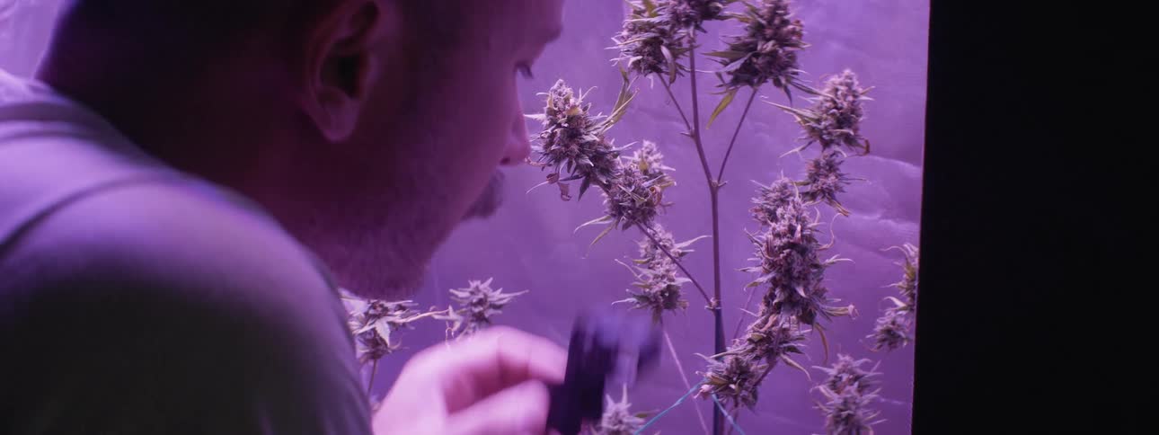 A man is inspecting the buds on a marijuana plant with a magnifying glass