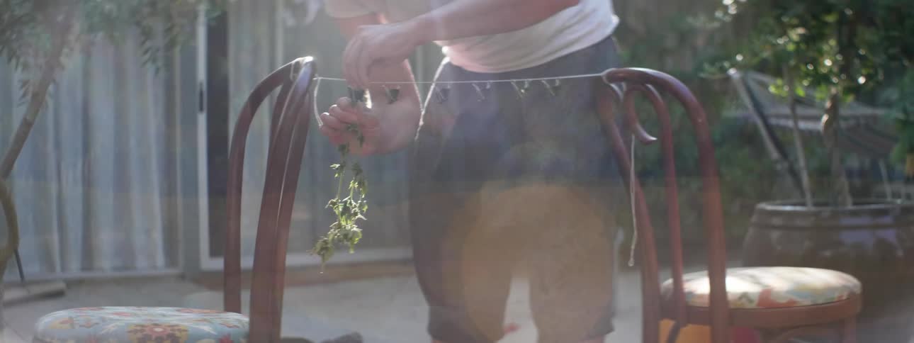 Man ties herbs to line tied between chairs to dry out backyard