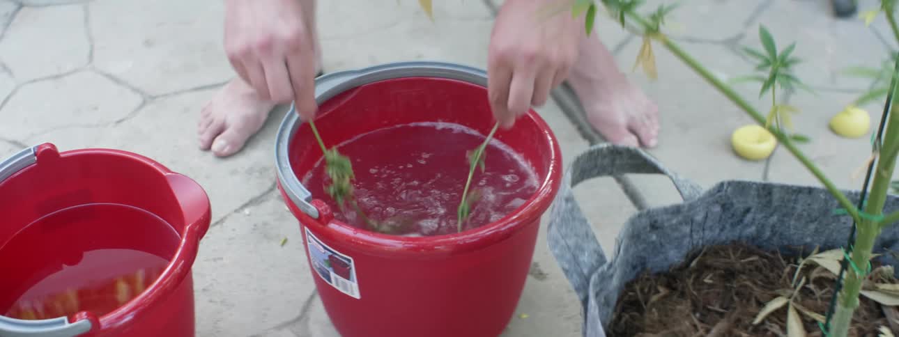 Someone with bare feet is soaking plants in water inside a red bucket