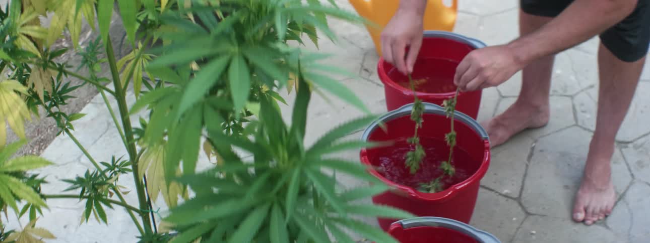 A person dipping plants into a bucket of water
