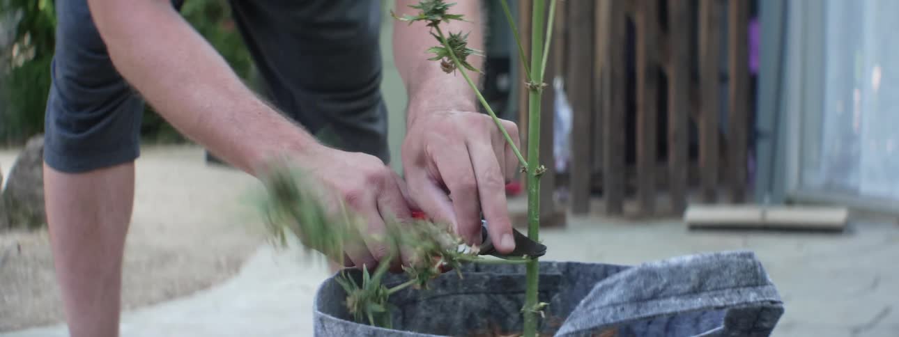 A person cutting a plant with clippers