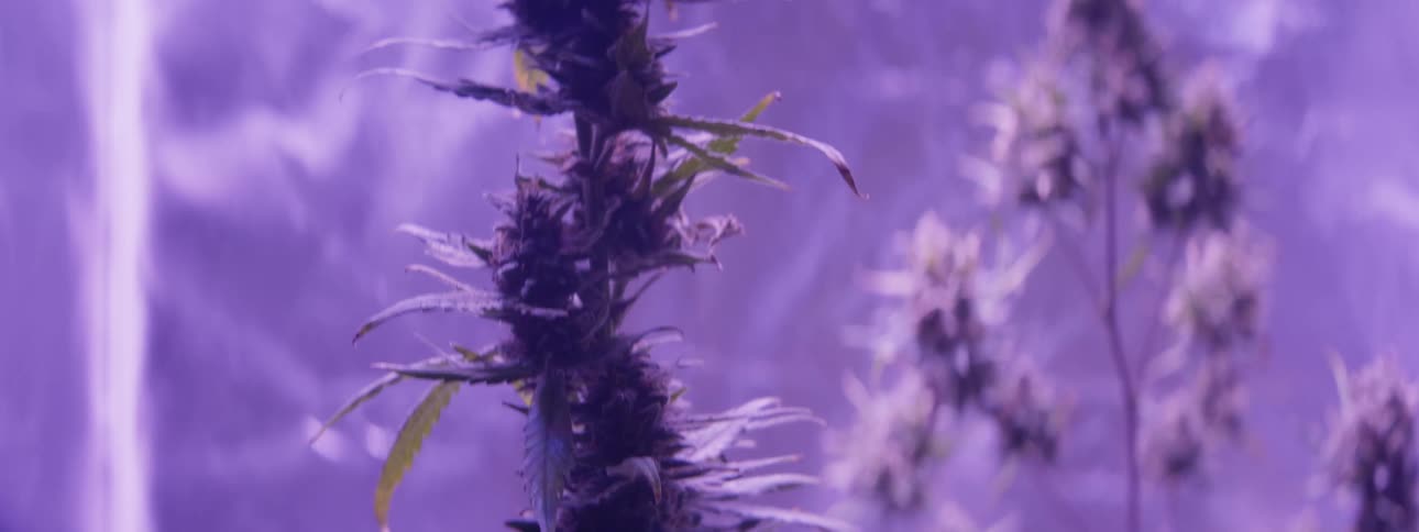 Marijuana plants with big buds are growing under purple lights