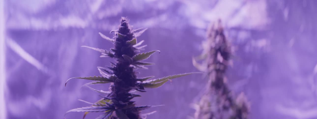 Lights shine on marijuana plants while a rod holds up plastic sheets nearby