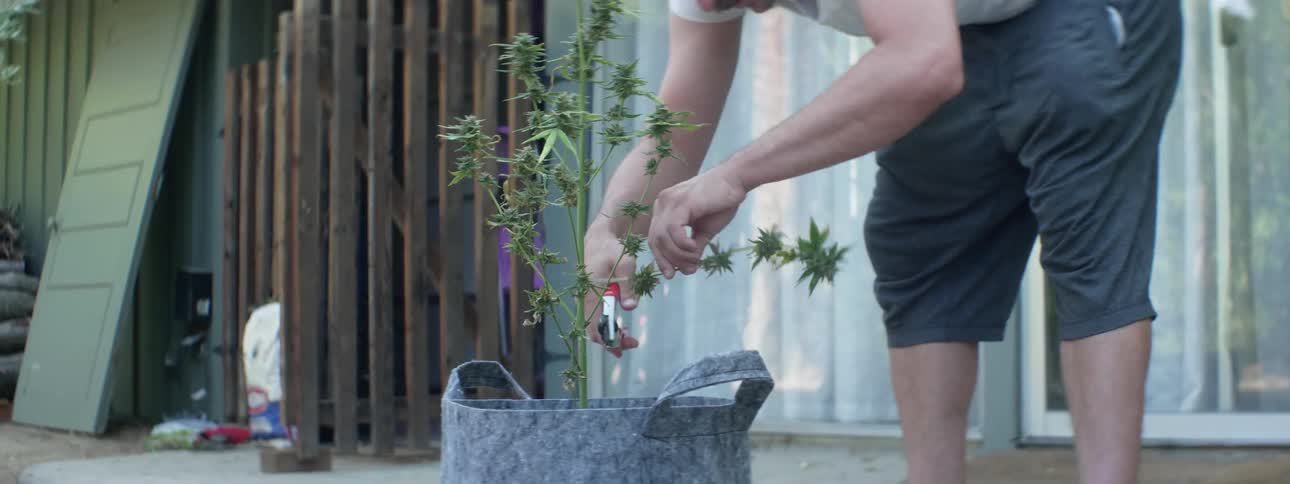 A man harvests a piece of his plant