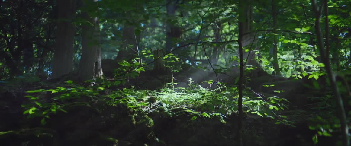 Sunlight shining through dense foliage in a green forest in summer