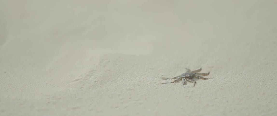 A small crab is sitting in the sand
