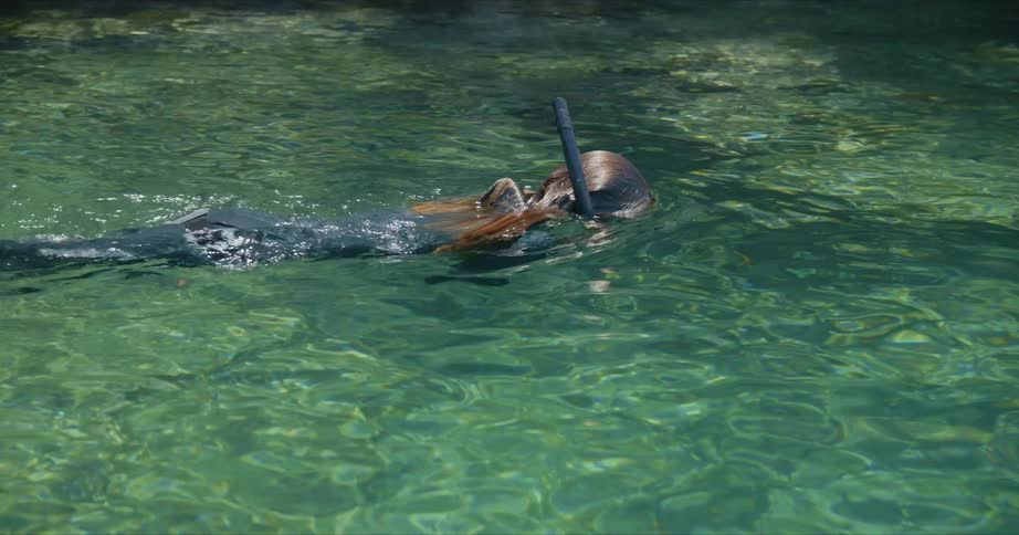 A woman is snorkeling in some shallow water